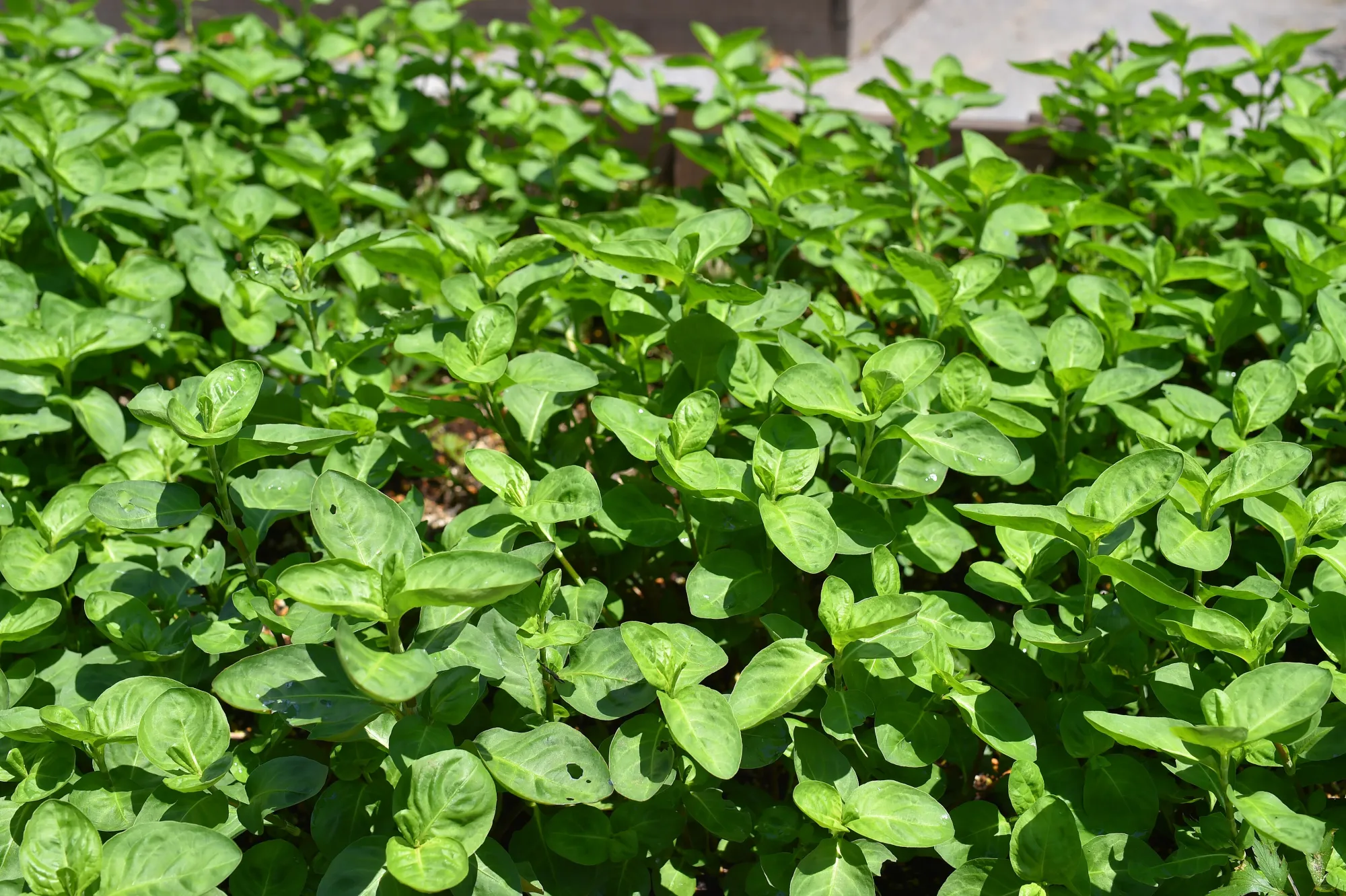 The indigo plant