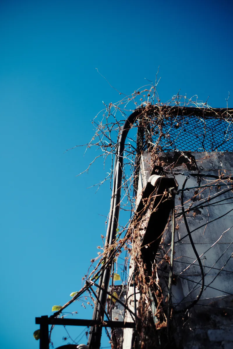 Bare vines on a metal frame against a blue sky