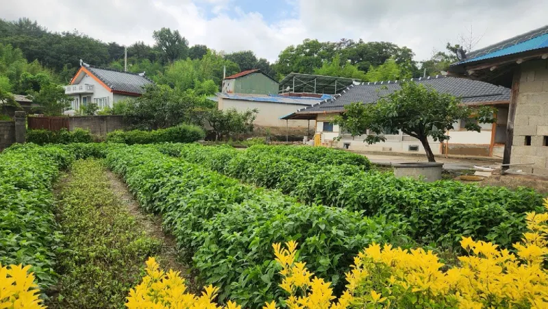 Rows of indigo plants growing between village houses