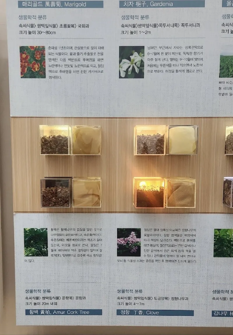 Wall display of dye plants with small boxes of bark