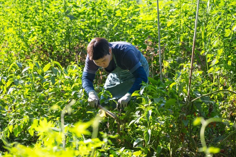 Cutting indigo plants in the field in the early morning