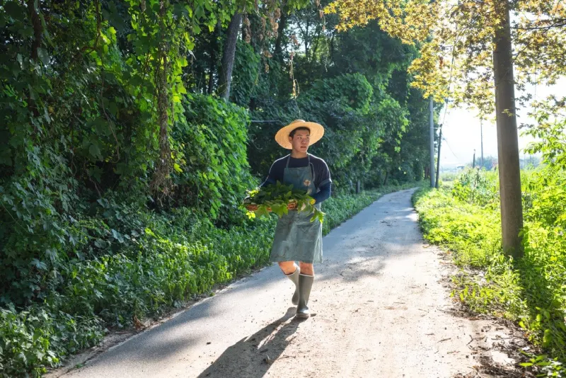 Walking back along a road carrying cut indigo