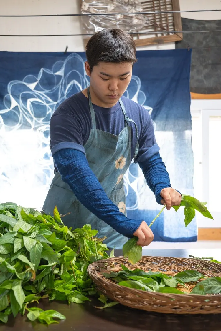 Stripping indigo leaves from the stems into a basket