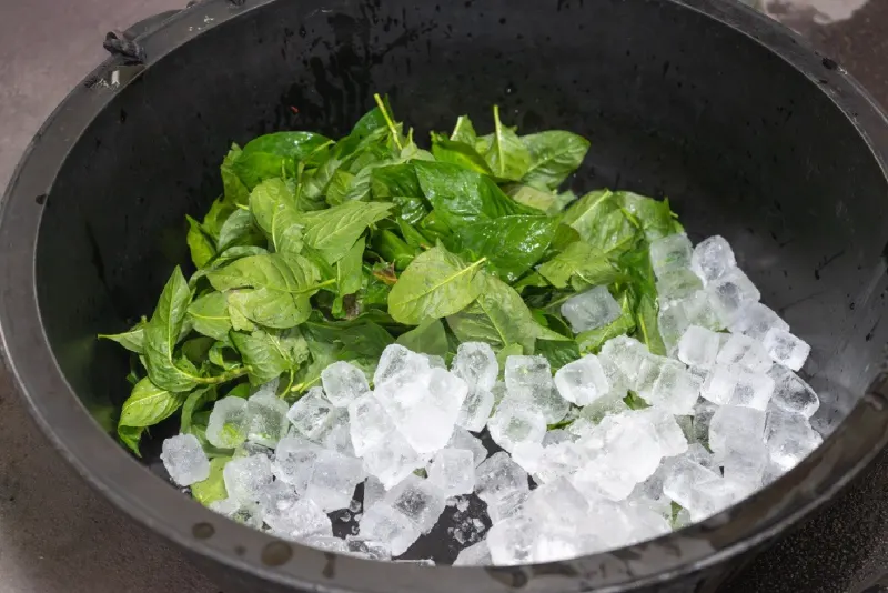 Fresh indigo leaves with ice in a black basin