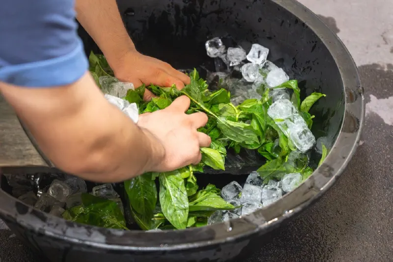 Mixing indigo leaves and ice by hand
