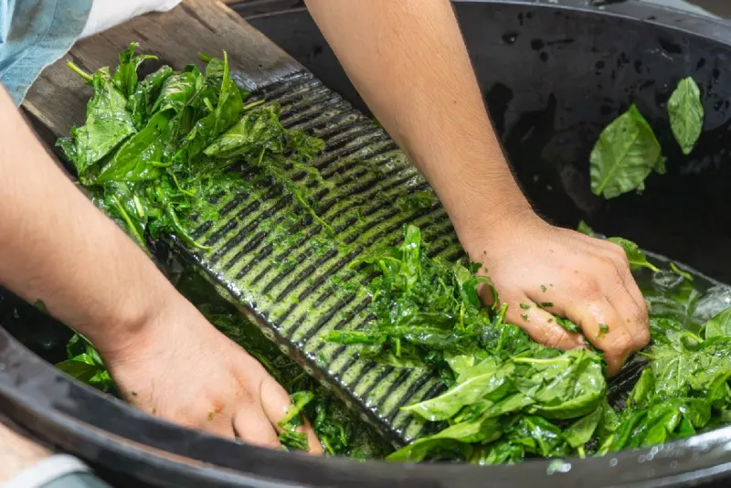 Rubbing indigo leaves on a washboard in green water