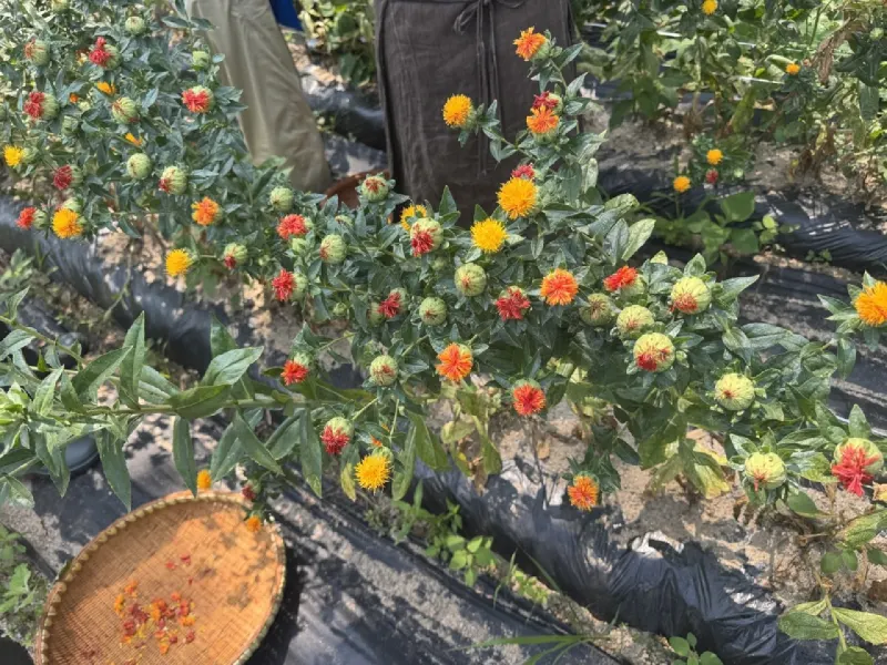 Safflower plant with yellow, orange and red flowers on the same stem