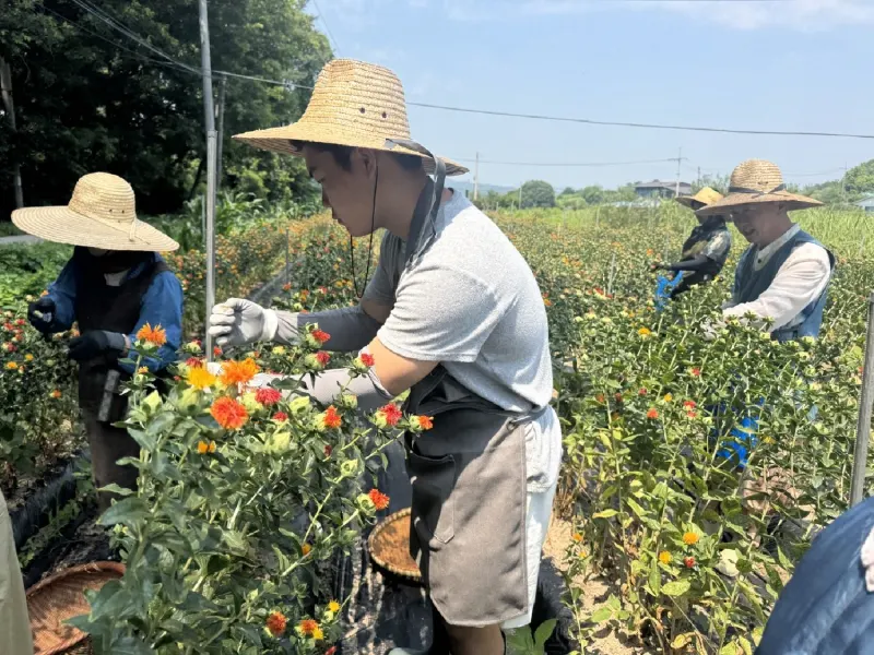 Pickers in straw hats working along rows of safflower