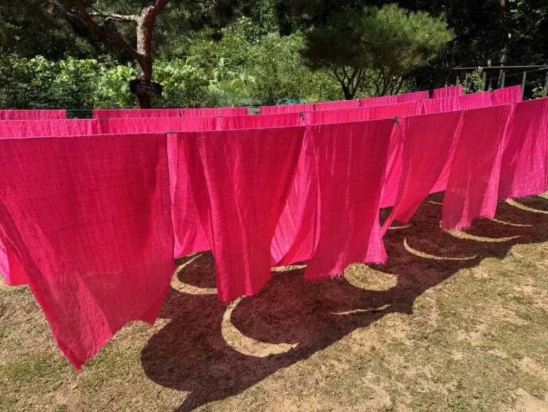 Rows of pink safflower-dyed cloth hanging on lines outdoors