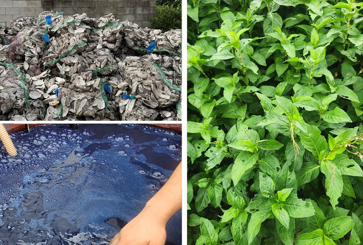 Bags of oyster shells, a hand in a dark blue indigo dye vat, and green indigo plants