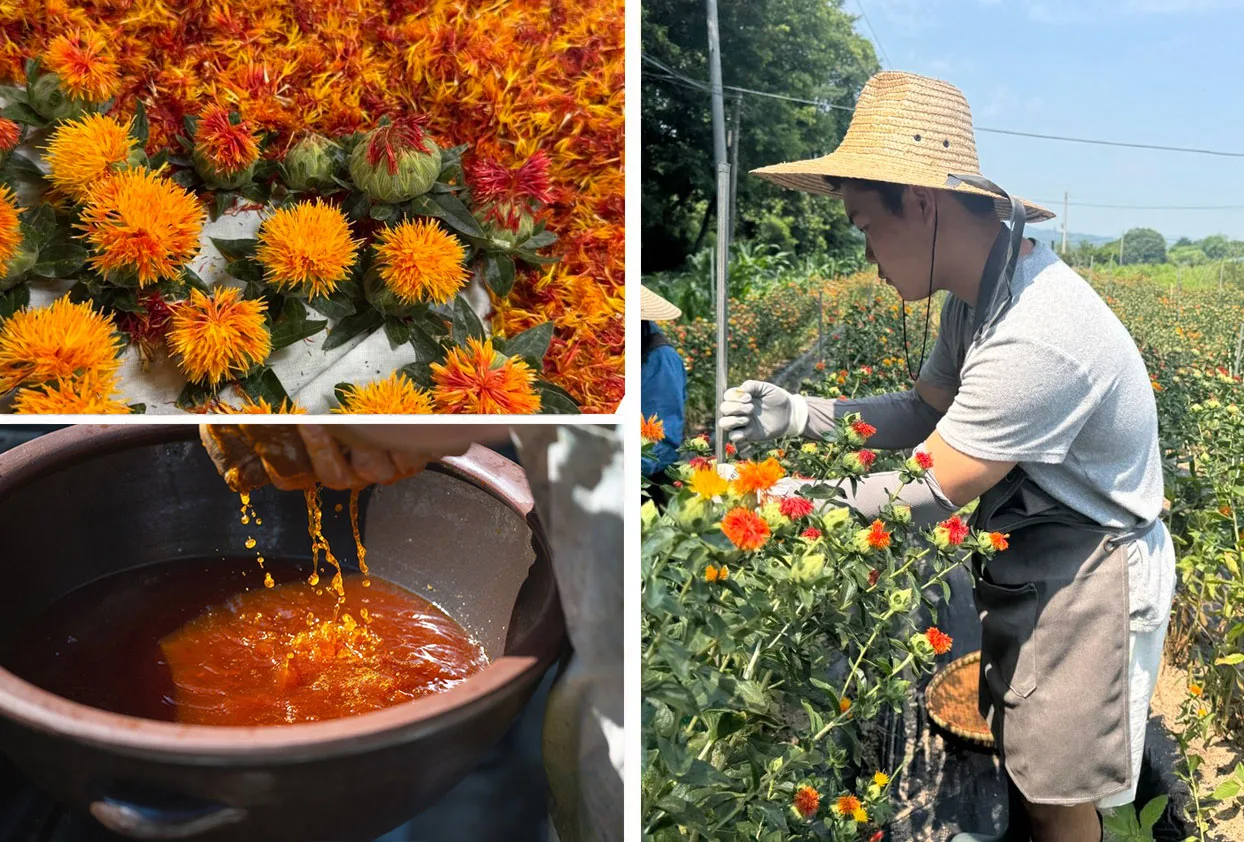 Safflower flower heads, orange safflower dye squeezed through cloth into a clay bowl, and a young man in a straw hat picking safflower in a field