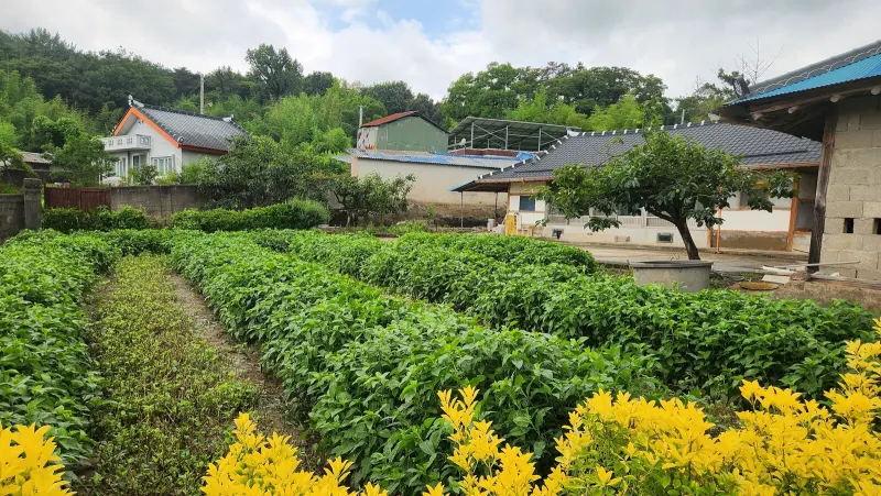 Indigo growing in rows below village houses